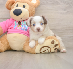 5 week old Mini Aussie Puppy For Sale - Windy City Pups