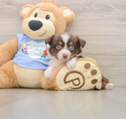 6 week old Mini Aussie Puppy For Sale - Windy City Pups