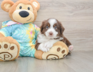 5 week old Mini Aussie Puppy For Sale - Windy City Pups