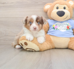 6 week old Mini Aussie Puppy For Sale - Windy City Pups