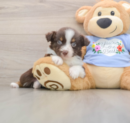 6 week old Mini Aussie Puppy For Sale - Windy City Pups