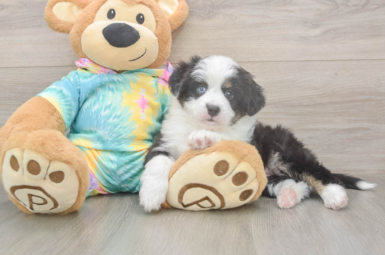 5 week old Mini Aussie Puppy For Sale - Windy City Pups Smart MAS Purebred Puppy