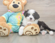 5 week old Mini Aussie Puppy For Sale - Windy City Pups 5 week old Mini Aussie Puppy For Sale - Windy City Pups