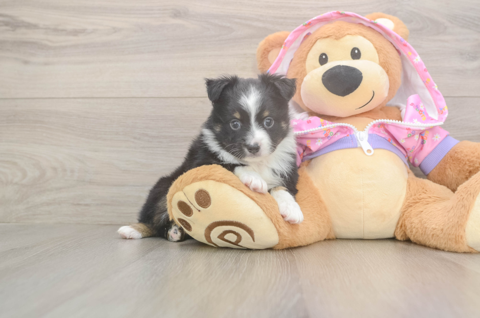 6 week old Mini Aussie Puppy For Sale - Windy City Pups