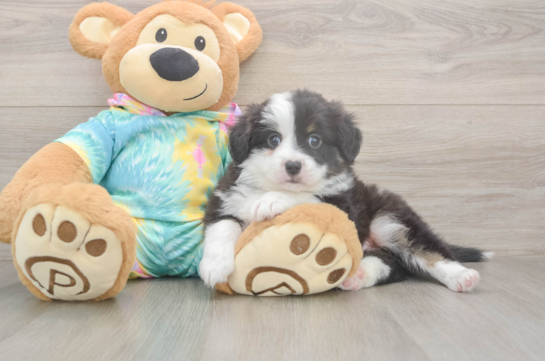 5 week old Mini Aussie Puppy For Sale - Windy City Pups Akc Registered Mini Aussie Purebred Pup