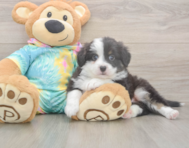 5 week old Mini Aussie Puppy For Sale - Windy City Pups 5 week old Mini Aussie Puppy For Sale - Windy City Pups