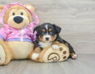 5 week old Mini Aussie Puppy For Sale - Windy City Pups