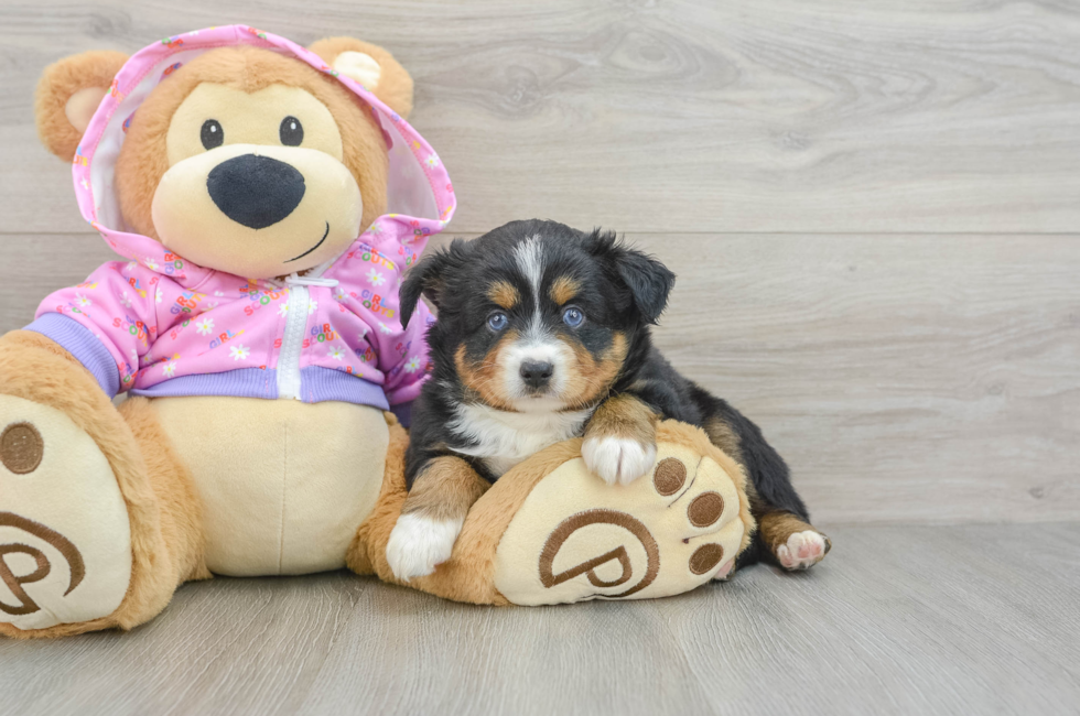 5 week old Mini Aussie Puppy For Sale - Windy City Pups