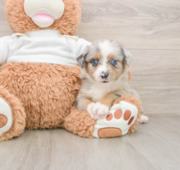 6 week old Mini Aussie Puppy For Sale - Windy City Pups