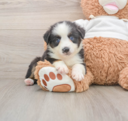6 week old Mini Aussie Puppy For Sale - Windy City Pups