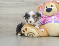 6 week old Mini Aussie Puppy For Sale - Windy City Pups