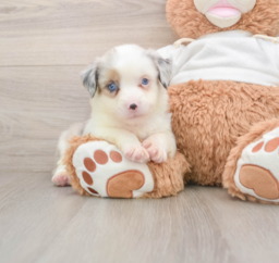 6 week old Mini Aussie Puppy For Sale - Windy City Pups