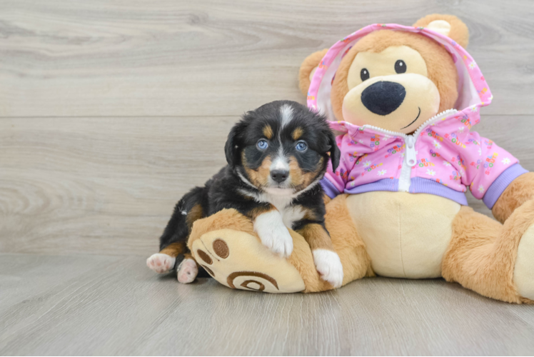 Popular Mini Aussie Purebred Pup