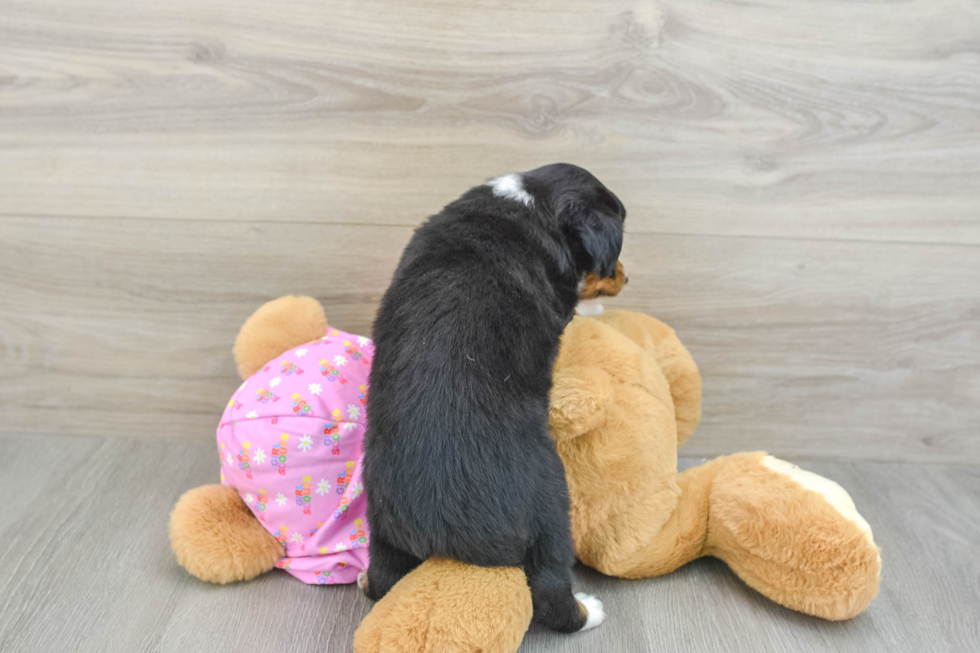 Funny Mini Aussie Baby