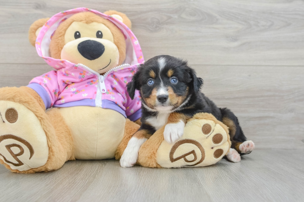 Popular Mini Aussie Purebred Pup