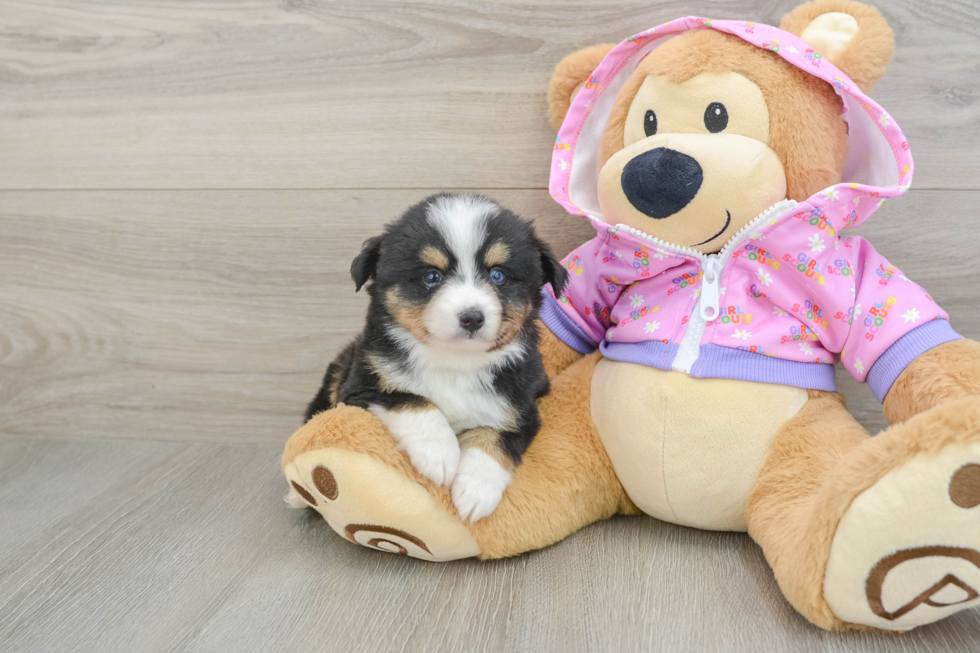 Adorable MAS Purebred Puppy