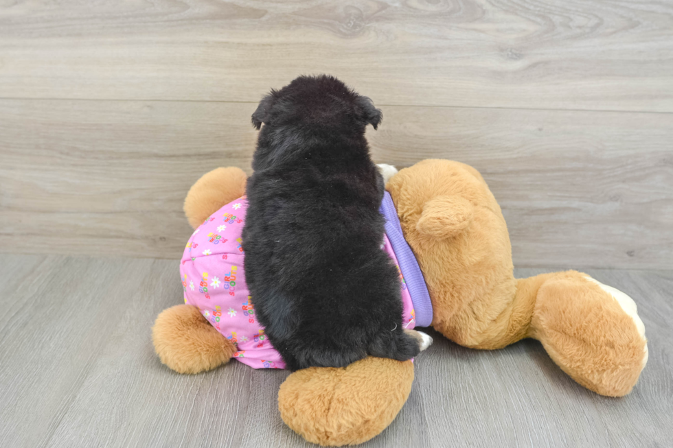 Best Mini Aussie Baby