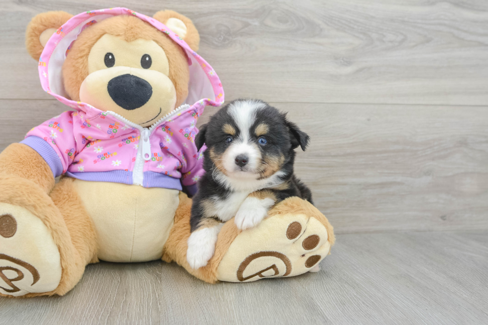 Mini Aussie Puppy for Adoption