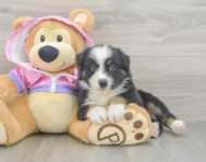 6 week old Mini Aussie Puppy For Sale - Windy City Pups