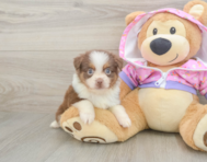 5 week old Mini Aussie Puppy For Sale - Windy City Pups