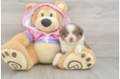 Mini Aussie Pup Being Cute