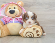 5 week old Mini Aussie Puppy For Sale - Windy City Pups