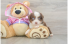 Mini Aussie Puppy for Adoption