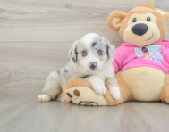 9 week old Mini Aussie Puppy For Sale - Windy City Pups