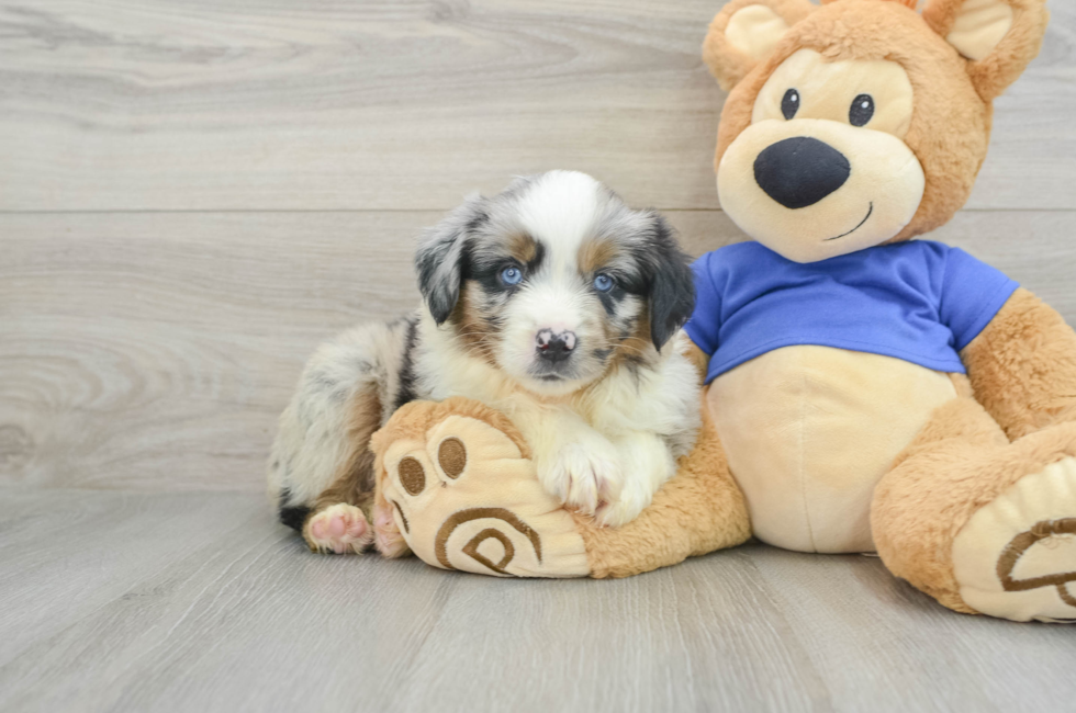 6 week old Mini Aussie Puppy For Sale - Windy City Pups