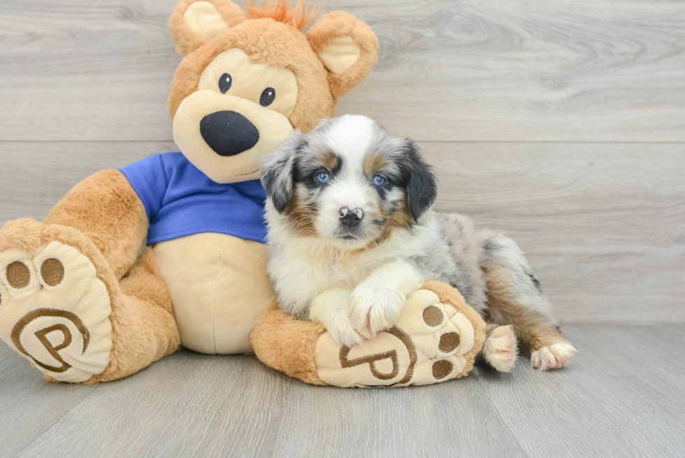 Small Mini Aussie Baby