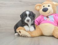 5 week old Mini Aussie Puppy For Sale - Windy City Pups