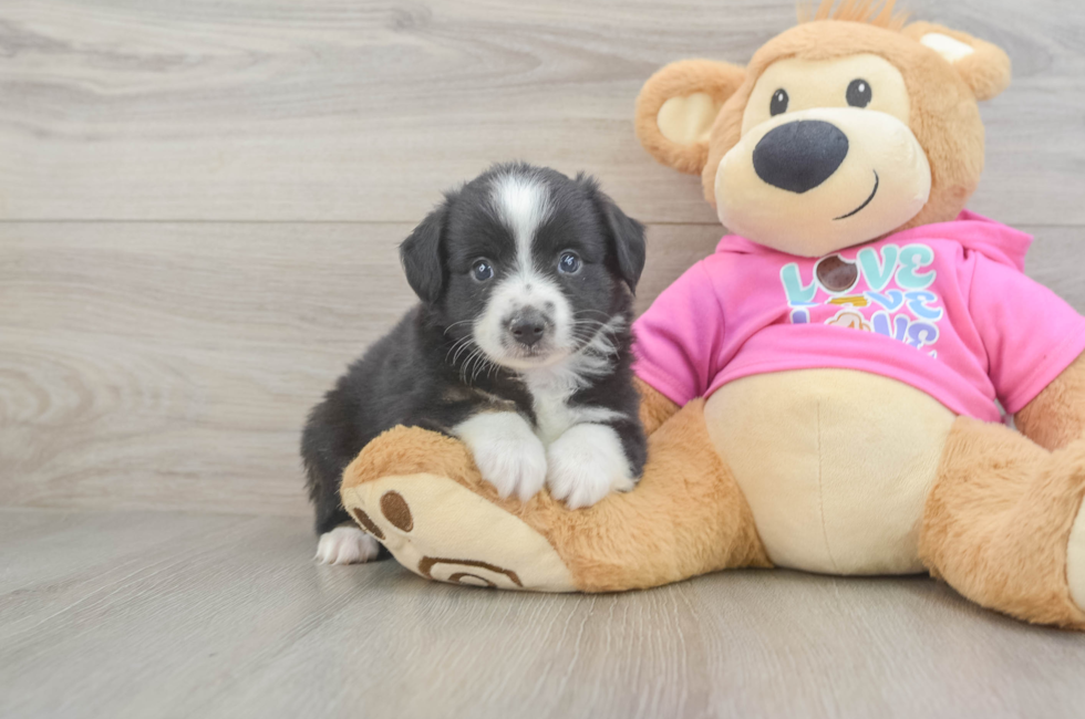 5 week old Mini Aussie Puppy For Sale - Windy City Pups