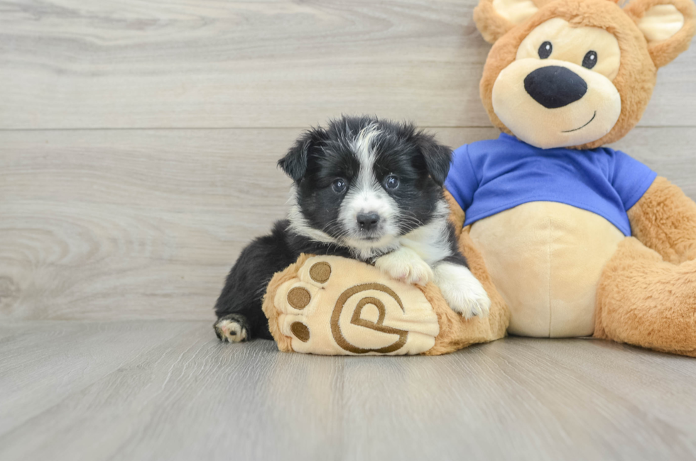 6 week old Mini Aussie Puppy For Sale - Windy City Pups