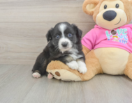 5 week old Mini Aussie Puppy For Sale - Windy City Pups