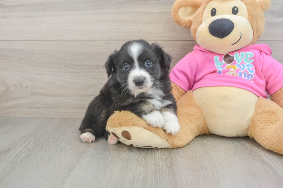 5 week old Mini Aussie Puppy For Sale - Windy City Pups