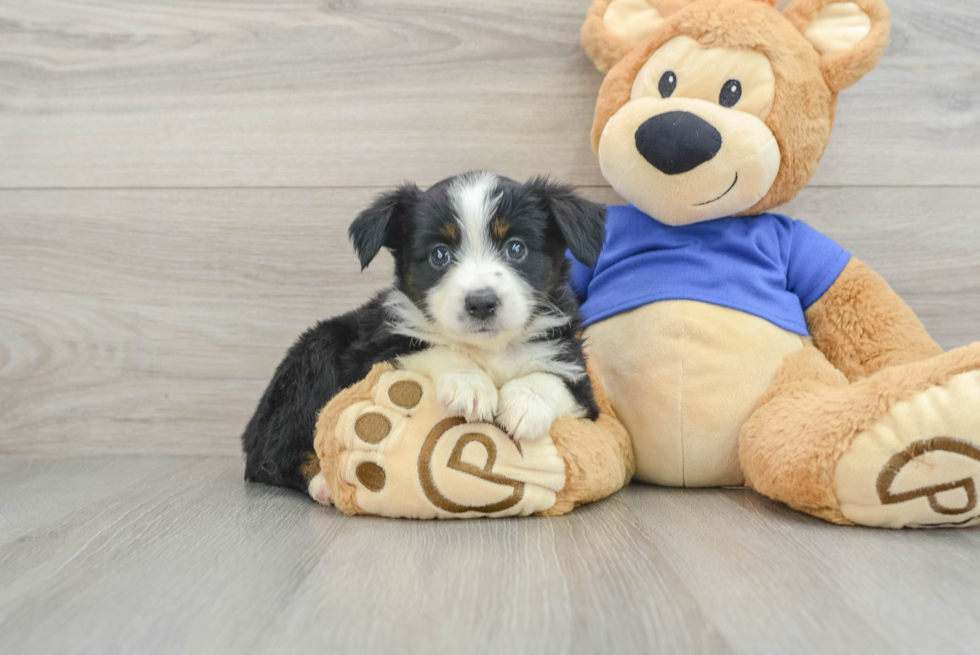 Mini Aussie Pup Being Cute