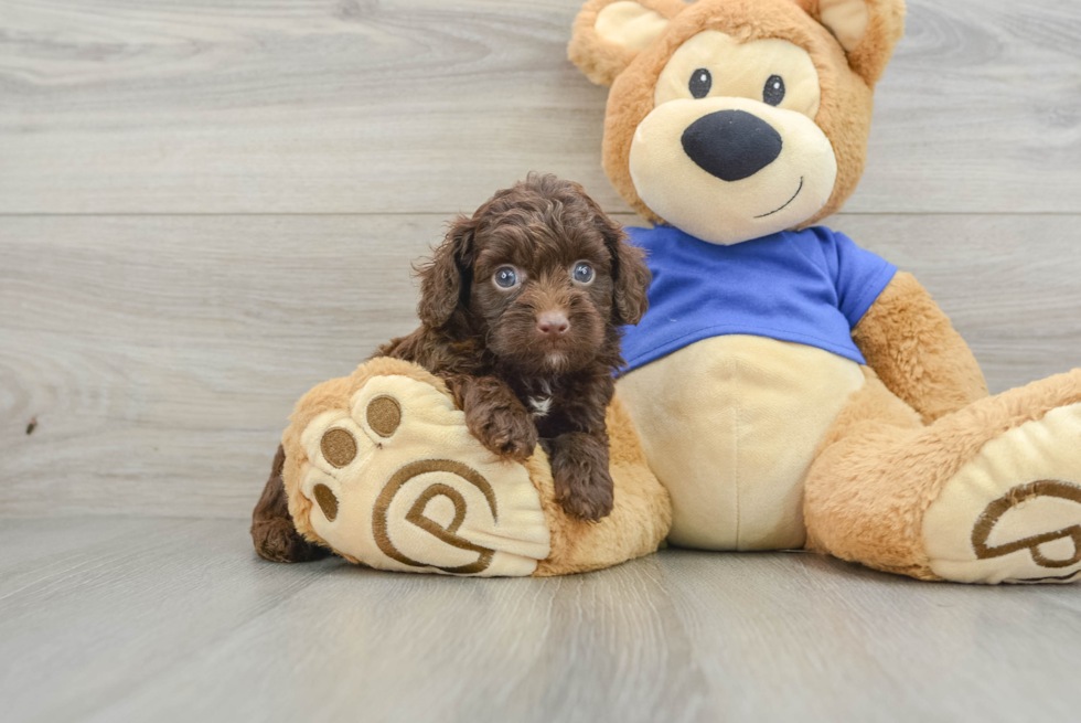 Mini Aussiedoodle Pup Being Cute