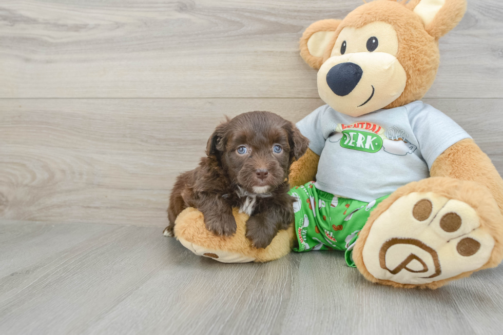 Mini Aussiedoodle Pup Being Cute