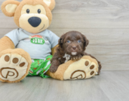 8 week old Mini Aussiedoodle Puppy For Sale - Windy City Pups