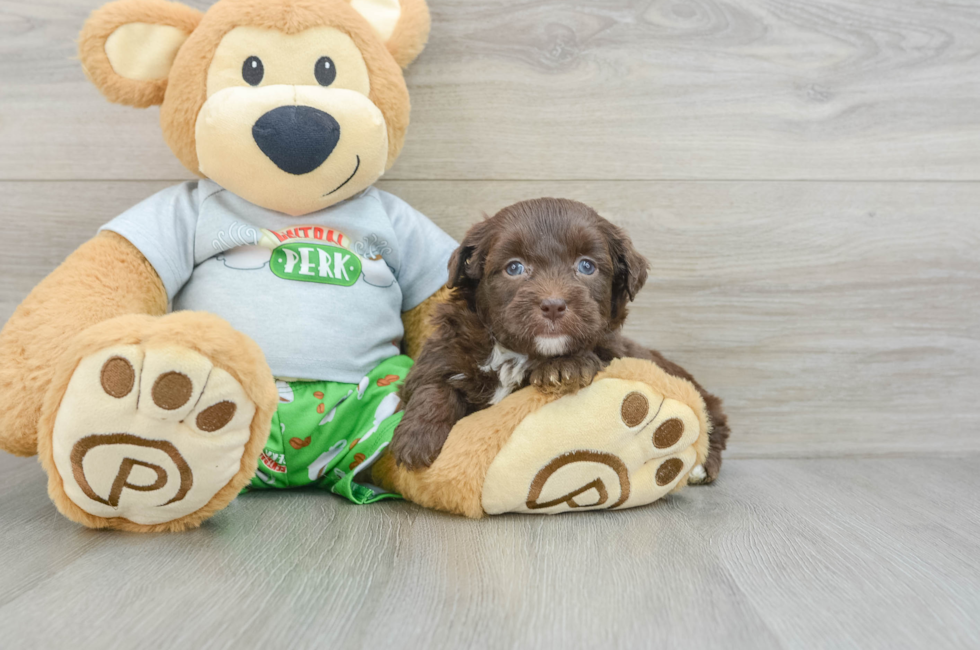 5 week old Mini Aussiedoodle Puppy For Sale - Windy City Pups