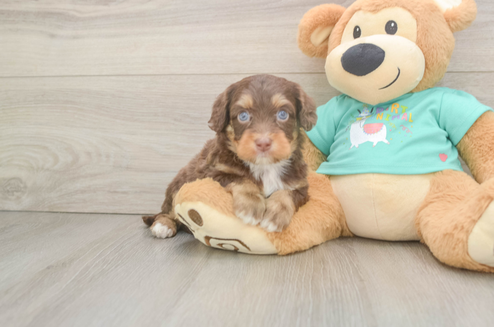 5 week old Mini Aussiedoodle Puppy For Sale - Windy City Pups