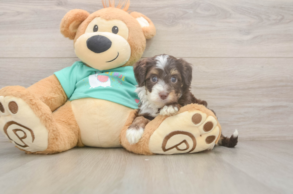 5 week old Mini Aussiedoodle Puppy For Sale - Windy City Pups