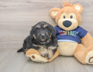 5 week old Mini Aussiedoodle Puppy For Sale - Windy City Pups
