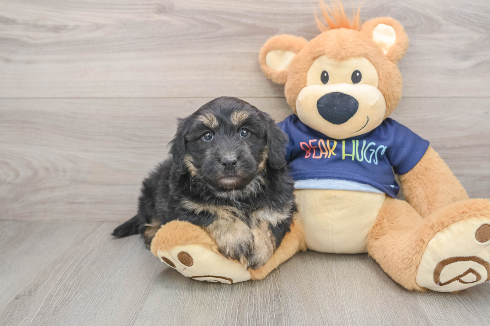Hypoallergenic Aussiepoo Poodle Mix Puppy