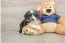 Happy Mini Aussiedoodle Baby