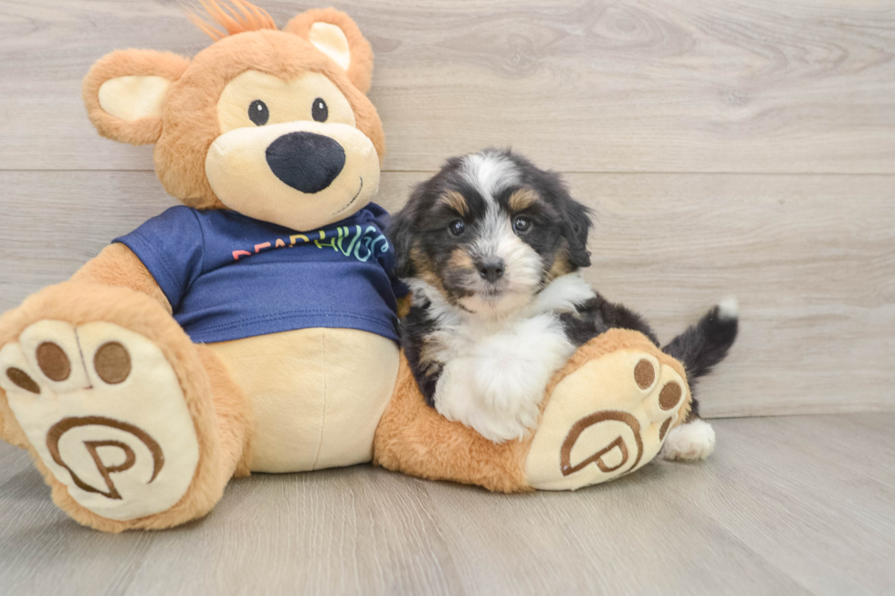 Mini Aussiedoodle Pup Being Cute