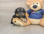 8 week old Mini Aussiedoodle Puppy For Sale - Windy City Pups