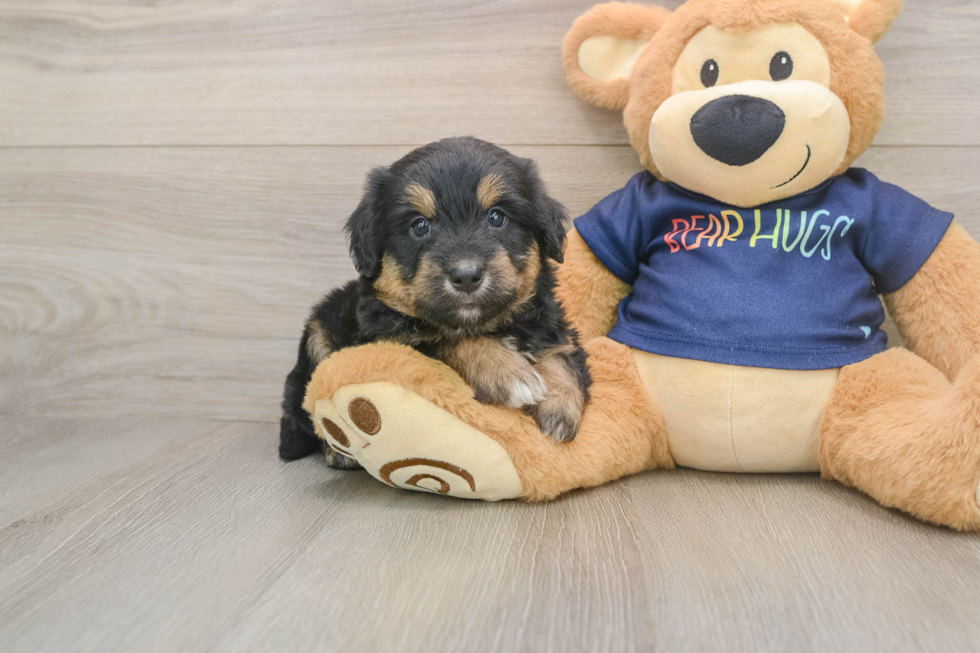 Best Mini Aussiedoodle Baby