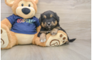 Happy Mini Aussiedoodle Baby