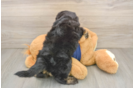 Small Mini Aussiedoodle Baby